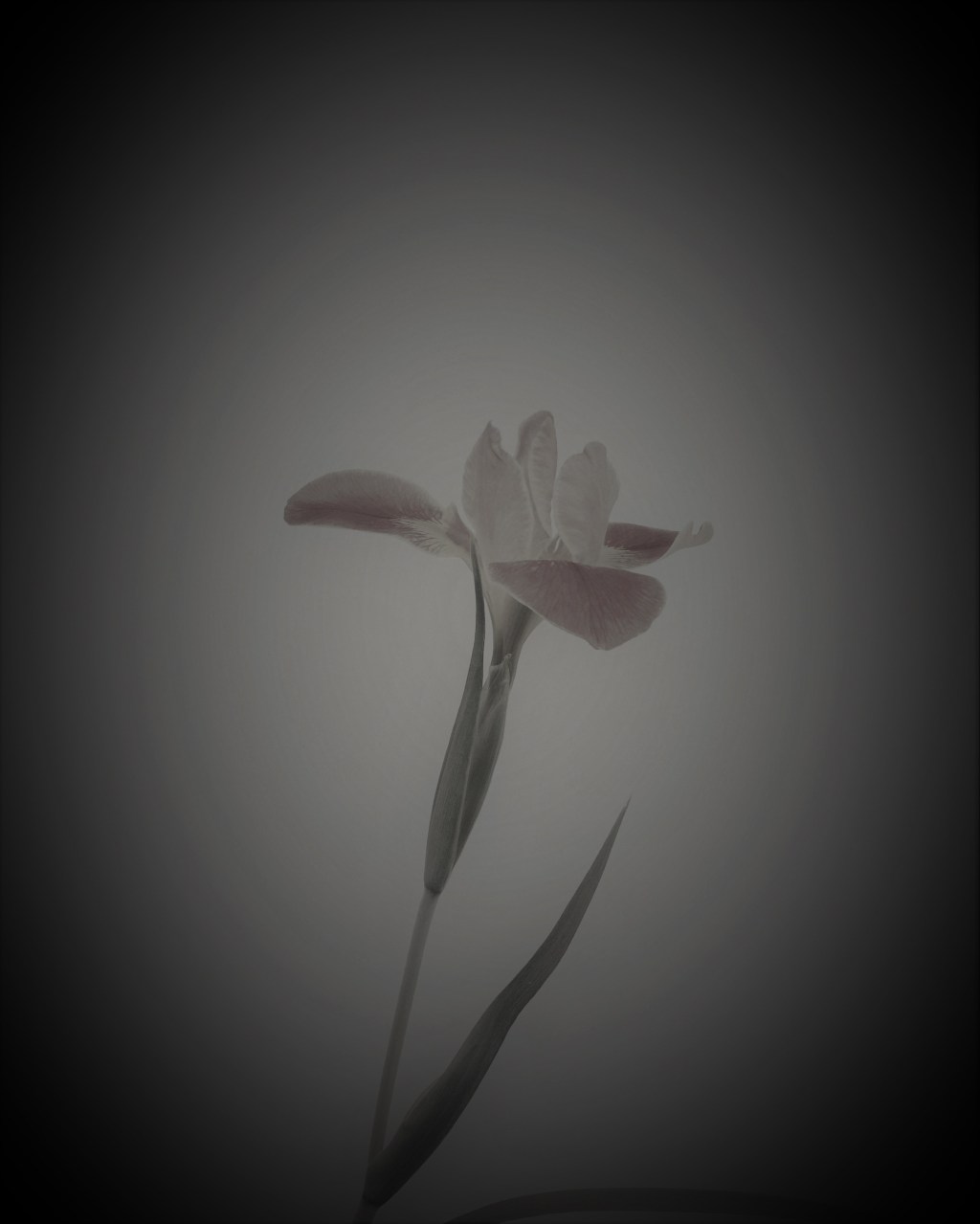 Hotel Mysteria 002 – A Timeless Sort of&nbsp;Bloom